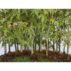 Acer palmatum yamamomiji I-7928 view 3