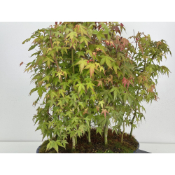 Acer palmatum yamamomiji I-7928 view 4