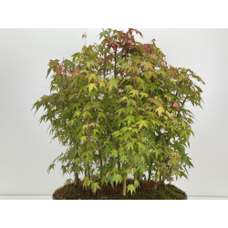 Acer palmatum yamamomiji I-7928 view 5