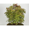 Acer palmatum yamamomiji I-7928 vista 5