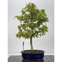 Fagus crenata -haya japonesa- I-7929