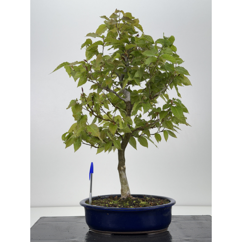 Fagus crenata -haya japonesa- I-7929
