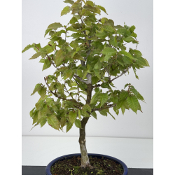Fagus crenata -haya japonesa- I-7929 vista 2