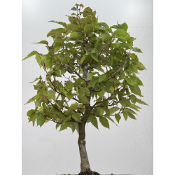Fagus crenata  I-7923