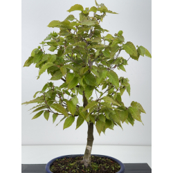 Fagus crenata  I-7924