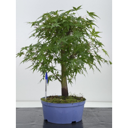 Acer palmatum yamamomiji I-7930