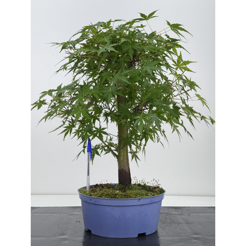 Acer palmatum yamamomiji I-7930