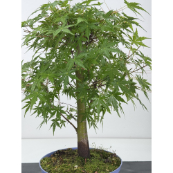 Acer palmatum yamamomiji I-7930 vista 2
