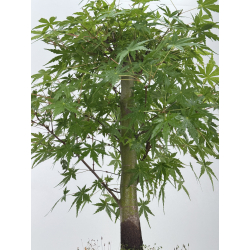 Acer palmatum yamamomiji I-7930 vista 3