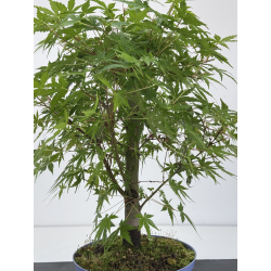Acer palmatum yamamomiji I-7930 vista 4