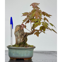 Acer buergerianum I-7931