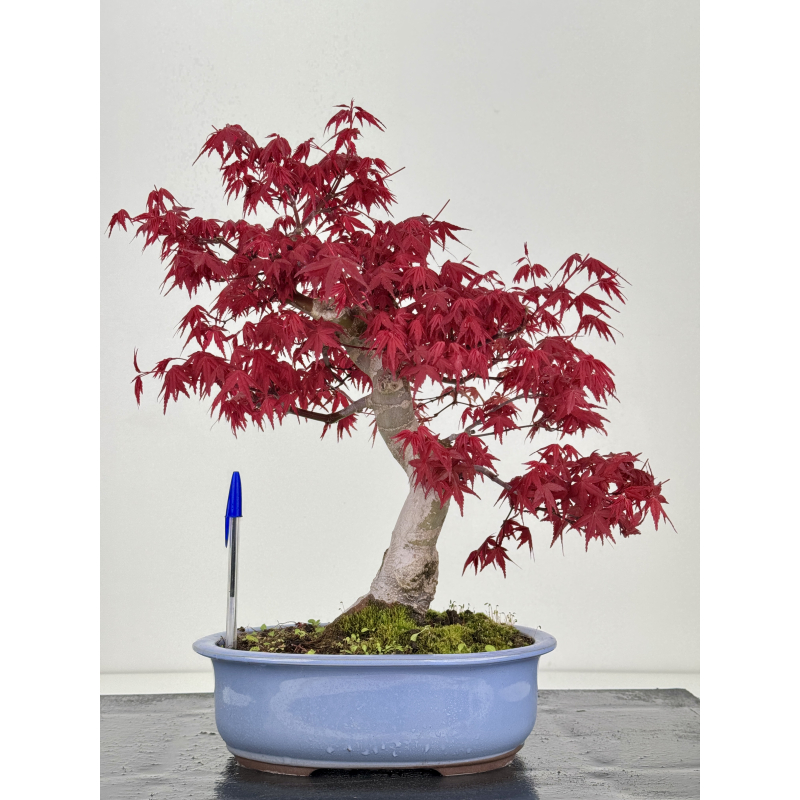 Acer palmatum deshojo I-7791