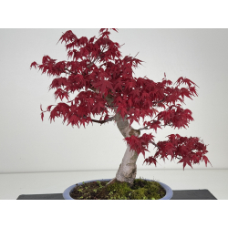 Acer palmatum deshojo I-7791 vista 3