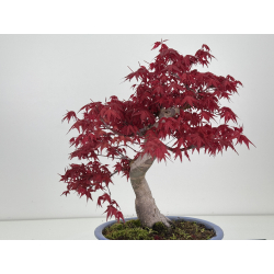 Acer palmatum deshojo I-7791 vista 5
