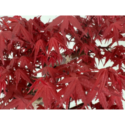 Acer palmatum deshojo I-7791 vista 7