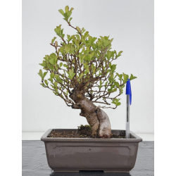 Crataegus cuneata I-7932