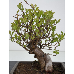 Crataegus cuneata -espino japonés- I-7932 vista 2