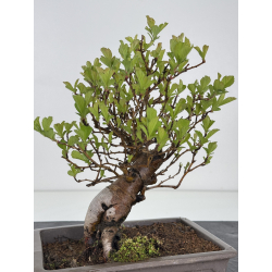 Crataegus cuneata I-7932 view 3