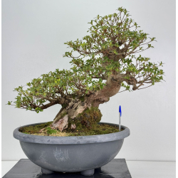 Azalea I-7933