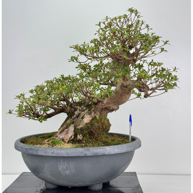 Azalea I-7933