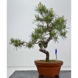 Pinus sylvestris -pino s- europeo- I-7934