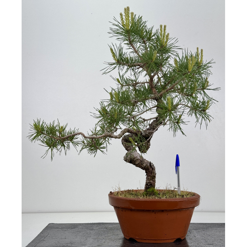 Pinus sylvestris I-7934