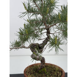 Pinus sylvestris I-7934 view 2