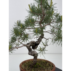Pinus sylvestris I-7934 view 3