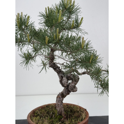 Pinus sylvestris I-7934 view 4
