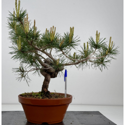 Pinus sylvestris I-7935