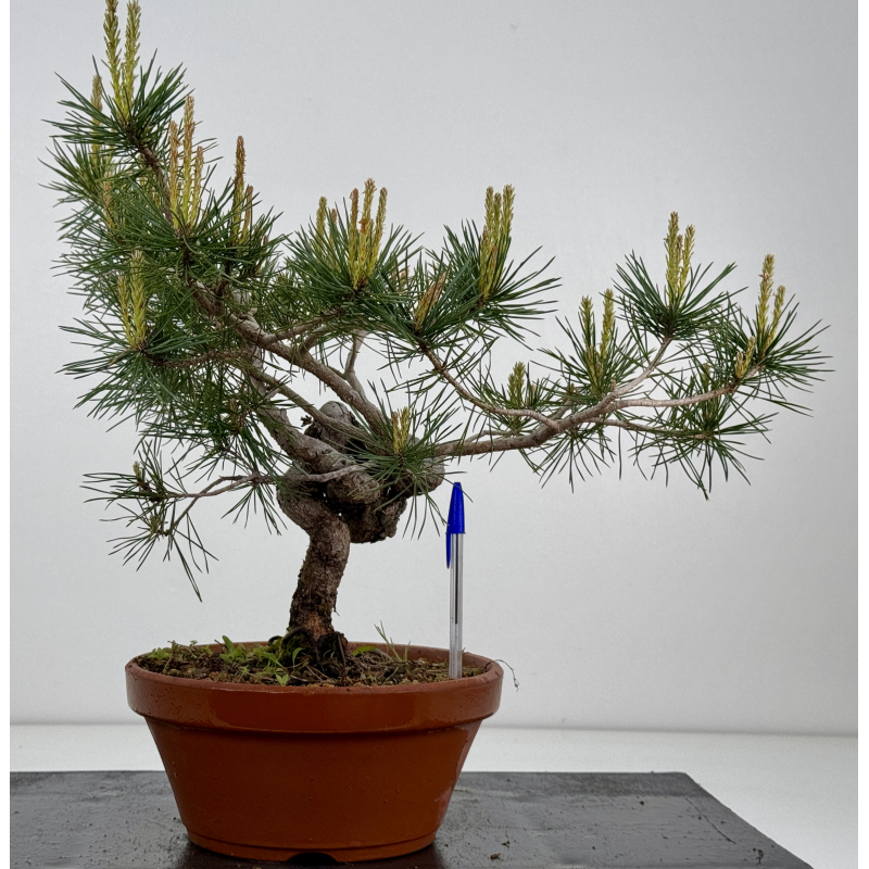 Pinus sylvestris I-7935
