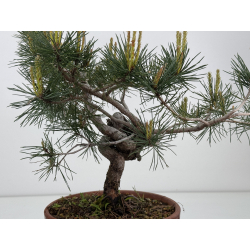 Pinus sylvestris I-7935 view 2