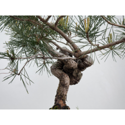 Pinus sylvestris I-7935 view 3