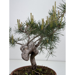 Pinus sylvestris I-7935 view 4