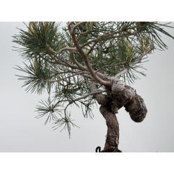 Pinus sylvestris I-7935 view 5