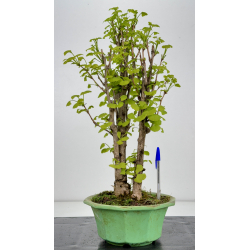 Ginkgo biloba I-7936