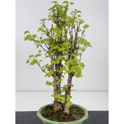 Ginkgo biloba I-7936 view 2