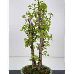 Ginkgo biloba I-7936 view 3