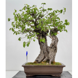 Prunus mahaleb I-6929