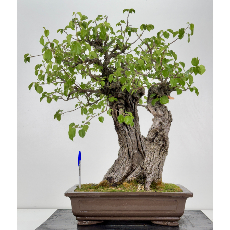 Prunus mahaleb -cerezo de Santa Lucía- I-6929