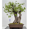 Prunus mahaleb I-6929