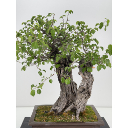 Prunus mahaleb I-6929 view 2