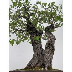 Prunus mahaleb -cerezo de Santa Lucía- I-6929 vista 3