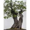 Prunus mahaleb -cerezo de Santa Lucía- I-6929 vista 3