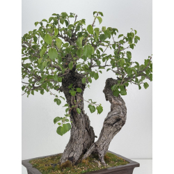 Prunus mahaleb -cerezo de Santa Lucía- I-6929 vista 4