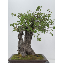 Prunus mahaleb I-6929 view 5