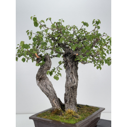 Prunus mahaleb -cerezo de Santa Lucía- I-6929 vista 6