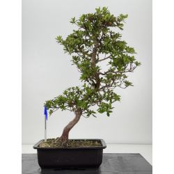 Azalea Hoshi-no-oji I-7937