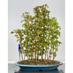 Acer buergerianum I-7938