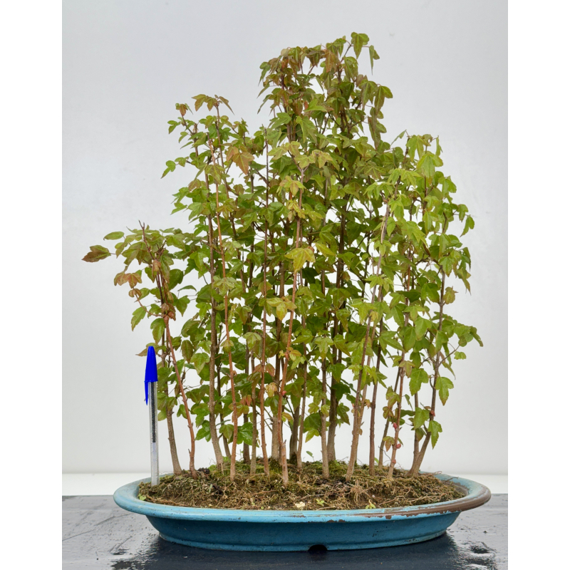Acer buergerianum I-7938 Acer buergerianum I-7938